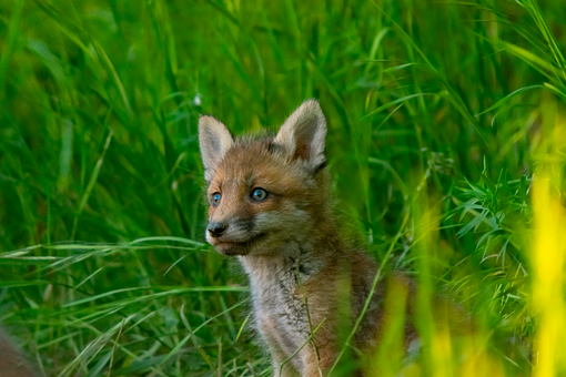 Free Fox Cub Young Fox photo and picture
