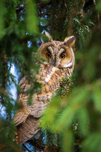 Free Nature Forest photo and picture
