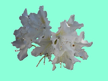 Free Blooming Flower White Flower photo and picture