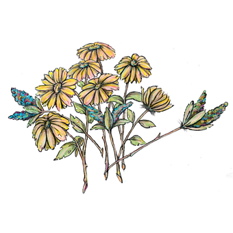 Tegnet, Håndtegnet, Blomster, Natur