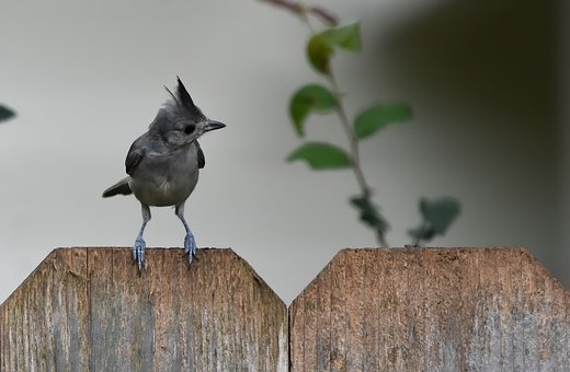 Free Tufted Titmouse Nature photo and picture