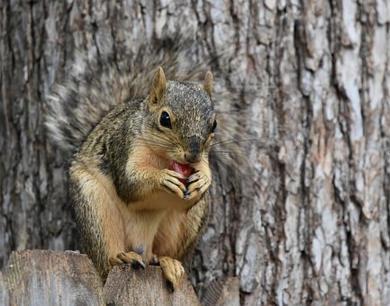 Free Fox Squirrel Nature photo and picture