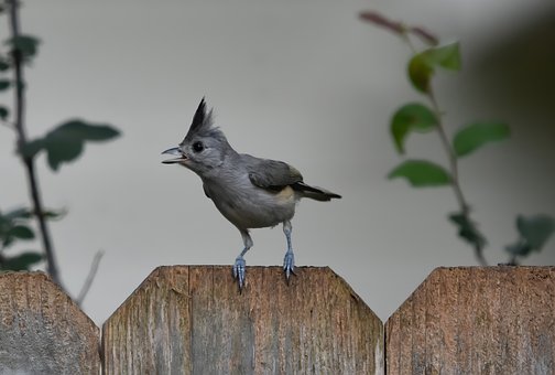 Free Tufted Titmouse Wildlife photo and picture