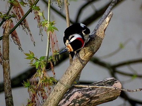 Hakkespett, Gren, Natur, Blader, Vår