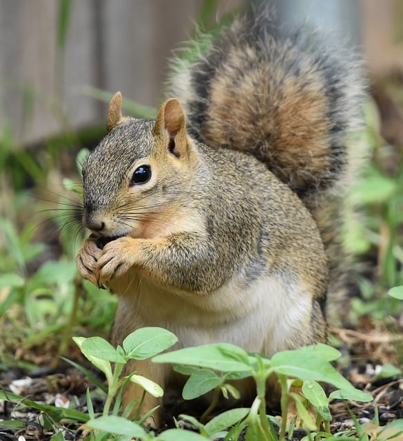 Free Squirrel Animal photo and picture