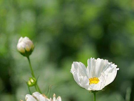 Free Flower Cosmos photo and picture