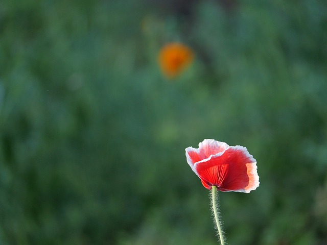 Free Poppy Nature photo and picture