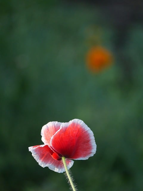 Free Flower Poppy photo and picture