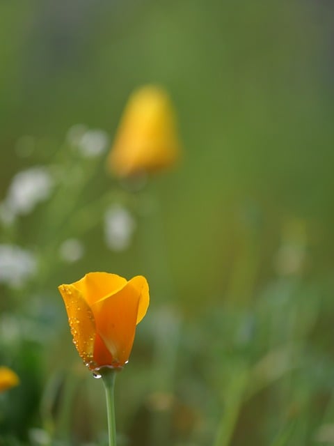 Free Poppy Flower photo and picture