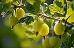 Random: gooseberries, fruit, green, shrub, natural light, vitamins, nature, fresh, healthy, background, summer, ripe, leaves, exposure, fruit bushes, food source, presence of vitamin c, garden, organic food