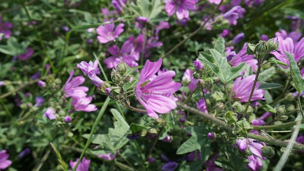 Lilla Blomster, Natur, Have, Sommer