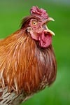 Random: bird, rooster, green background, crowing, nature, animal, red comb, farm, outdoors, animal care, agriculture, wings, colorful, lively, call, leathery tail, crow, afternoon, evening