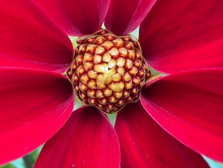 Blume, Rot, Natur, Makro, Sommer
