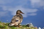 Random: mallard, female duck, nature, waterfowl, feathers, beak, lake, close-up, wildlife, grass, shoreline, wild, wildlife care, summer, bird, park, animalistic, game meat, birdwatching, species, breeding
