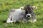 Random: cow, meadow, alps, nature, grass, pasture, alpine meadow, tag, alpine, cowbell, mountain environment, lying down, animals, countryside, cattle tag, alpine scenery, yellow flowers, snout, living thing, wildflower