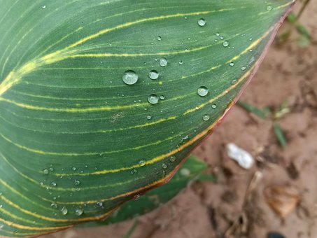 Blatt, Tau, Wassertropfen, Natur, Grün
