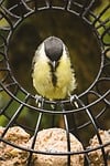 Random: bird, great tit, bird feeder, feeding, nature, tit bird, wire mesh, wildlife, garden, yellow, black, green, round, seamless, detail, wire fence, wilderness, natural habitat, focused