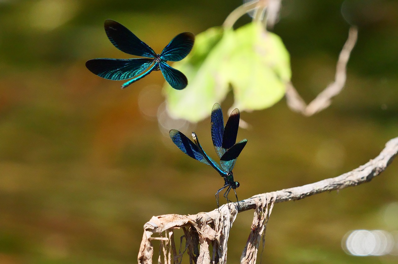 Dragonfly - free online jigsaw puzzle photo