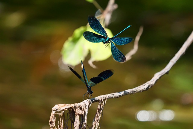 Guldsmed, Insekt, Natur, Flyvende
