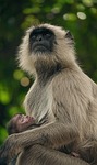 Random: monkey, animal, nature, baby, parent, motherhood, jungle, monkey friendship, indian subcontinent, wild, black and white, full of love, maternal protection, adult monkey, monkey infant, green background, highlight, face, guardian