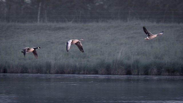 Free Wild Geese Wetlands photo and picture