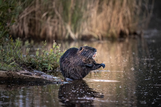 Free Nutria Water Rodent photo and picture