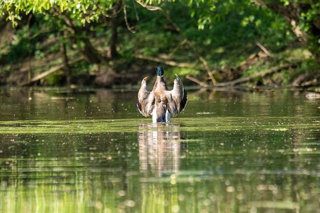 Free Duck Male photo and picture