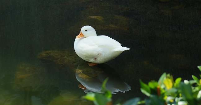 Ente, Weiß, Natur, Reflexion