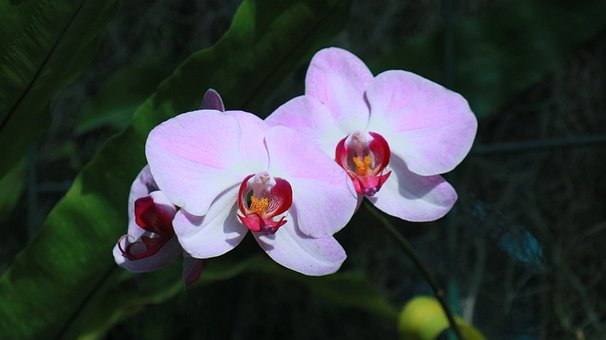 Orchidee, Rosa, Blume, Natur, Exotisch