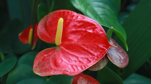 Anthurium, Rot, Blume, Blatt, Natur