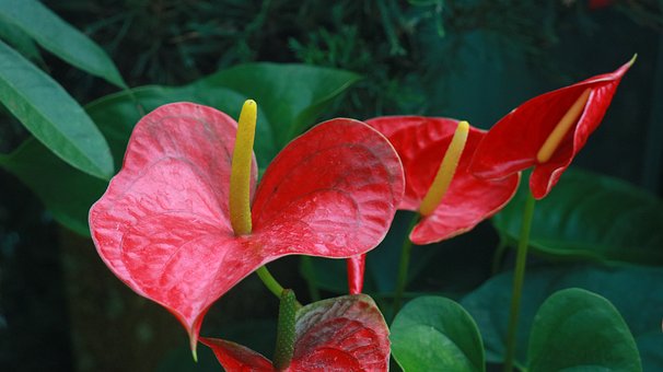 Anthurium, Rot, Blume, Blatt, Grün