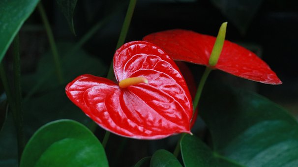 Anthurium, Pflanze, Rote Farbe, Blume