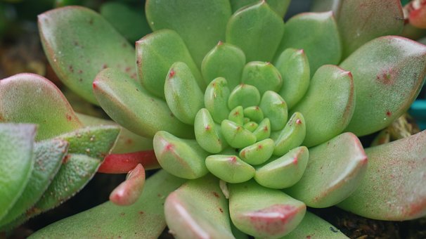 Sukkulente, Pflanze, Garten, Grün