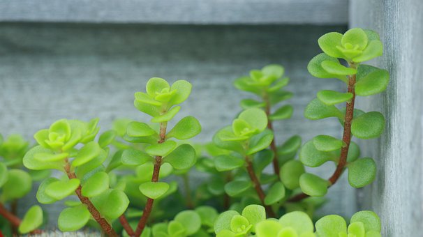 Sukkulenten, Gartenarbeit, Topfpflanze