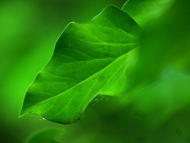 Blad, Grøn, Makro, Natur, Lys, Tekstur