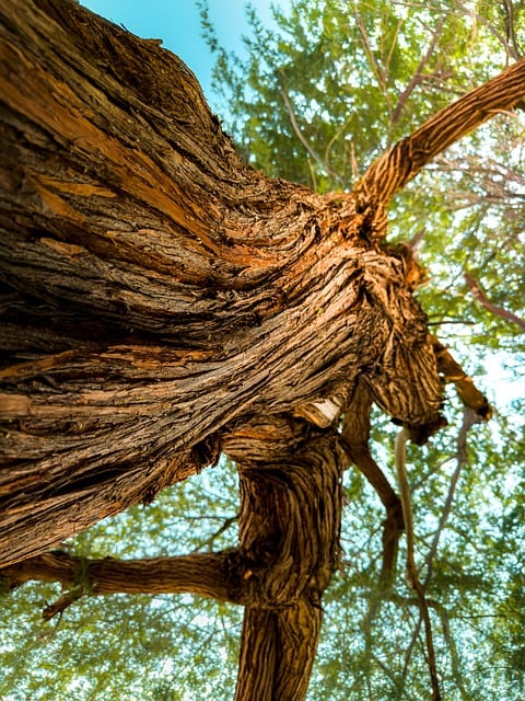 Free Tree Bark photo and picture
