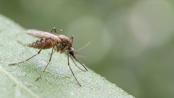 Free Mosquito Macro photo and picture