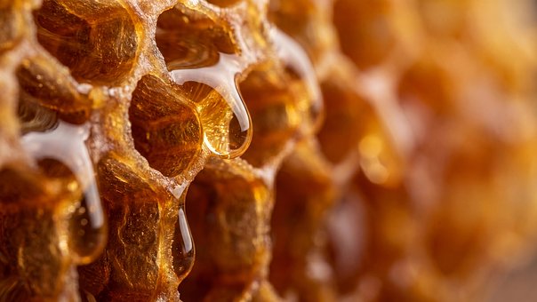 Free Honey Honeycomb photo and picture