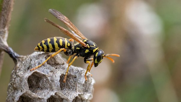 Free Wasp Nest photo and picture