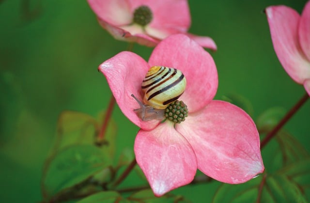 Download free HD stock image of Snail Floral Background Free Snail Floral Background photo and picture