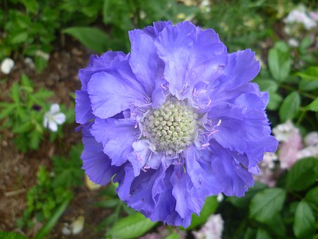 Free Scabiosa Flower photo and picture