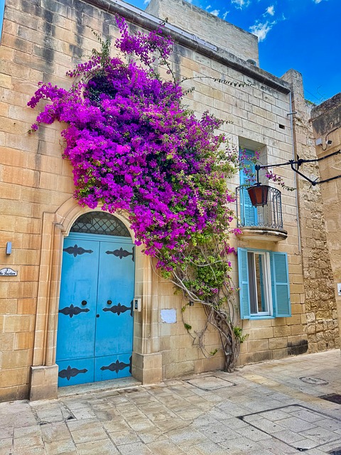 Free Purple Bougainvillea photo and picture