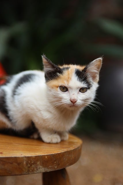 Free Cat Kitten photo and picture