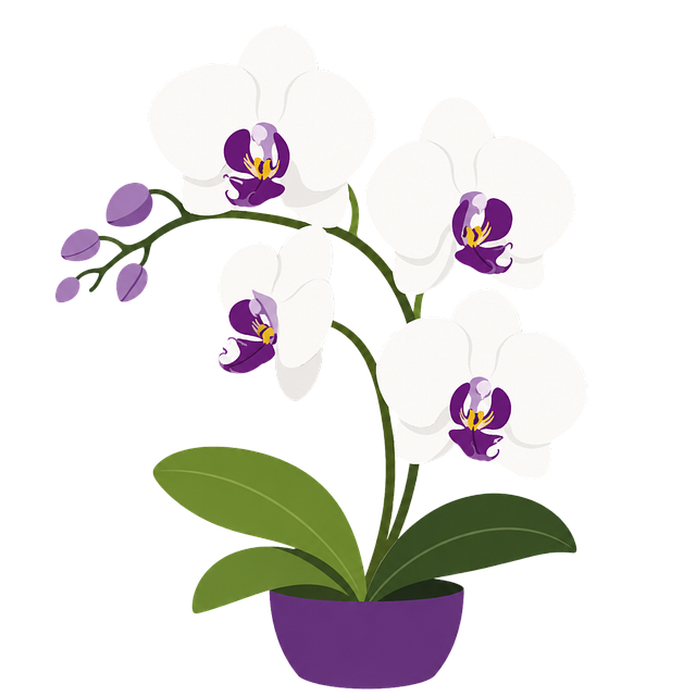 Orkidé, Lilla, Hvid, Blomst, Natur