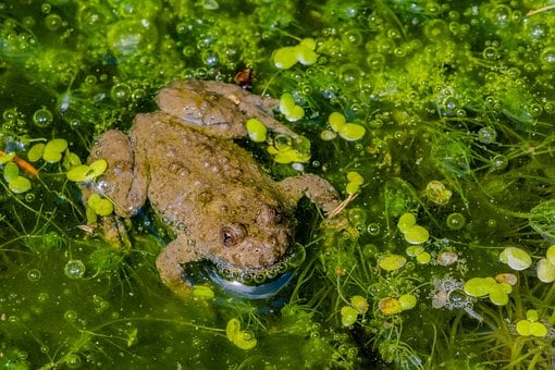 Free Yellow-Bellied Toad Amphibian photo and picture