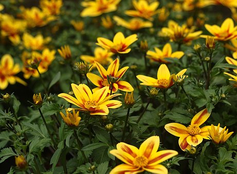Free Flowers Yellow photo and picture