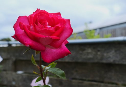 Free Rose Flower photo and picture