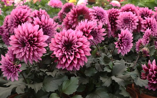 Free Nature Flower photo and picture