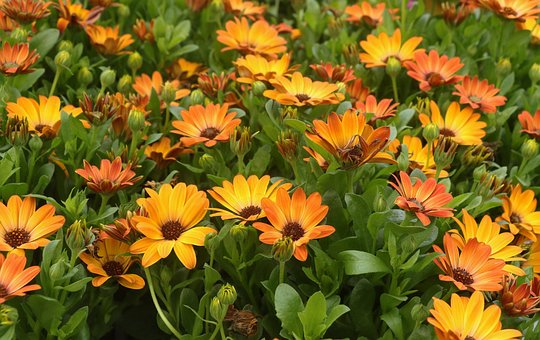 Free Flowers Calendula photo and picture