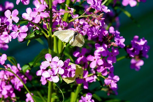 Free Butterfly Blossoms photo and picture